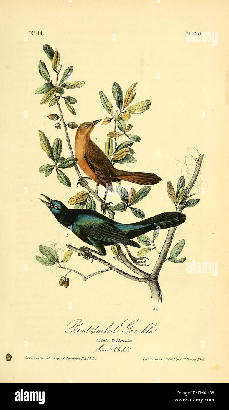 The birds of America (Pl. 220) Stock Photo