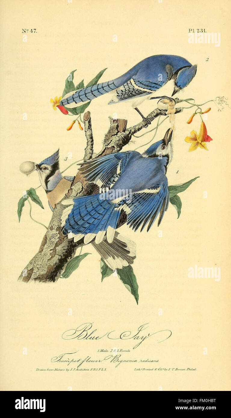 The birds of America (Pl. 231) Stock Photo