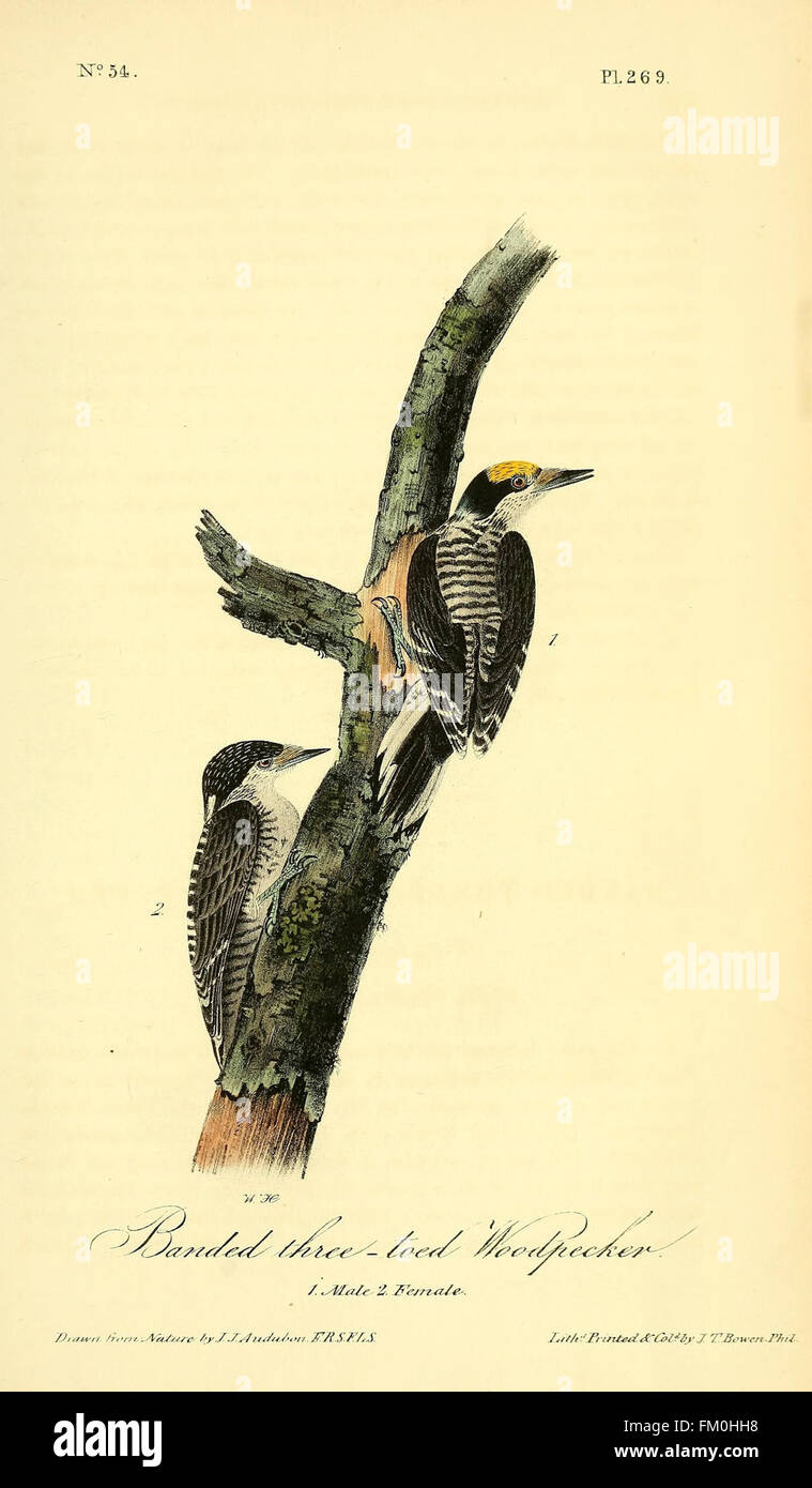 The birds of America (Pl. 269) Stock Photo