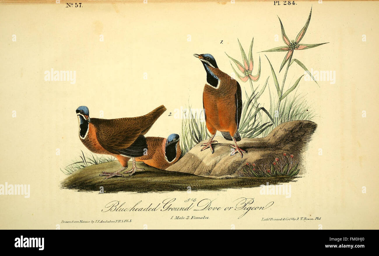 The birds of America (Pl. 284) Stock Photo
