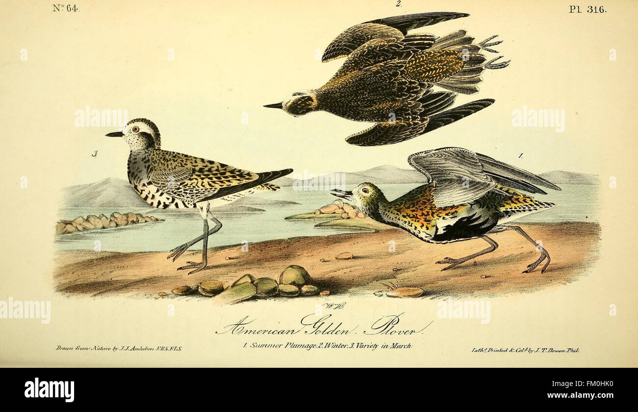 The birds of America (Pl. 316) Stock Photo