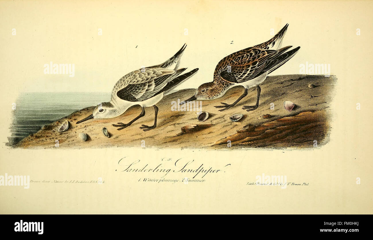 The birds of America (Pl. 338) Stock Photo