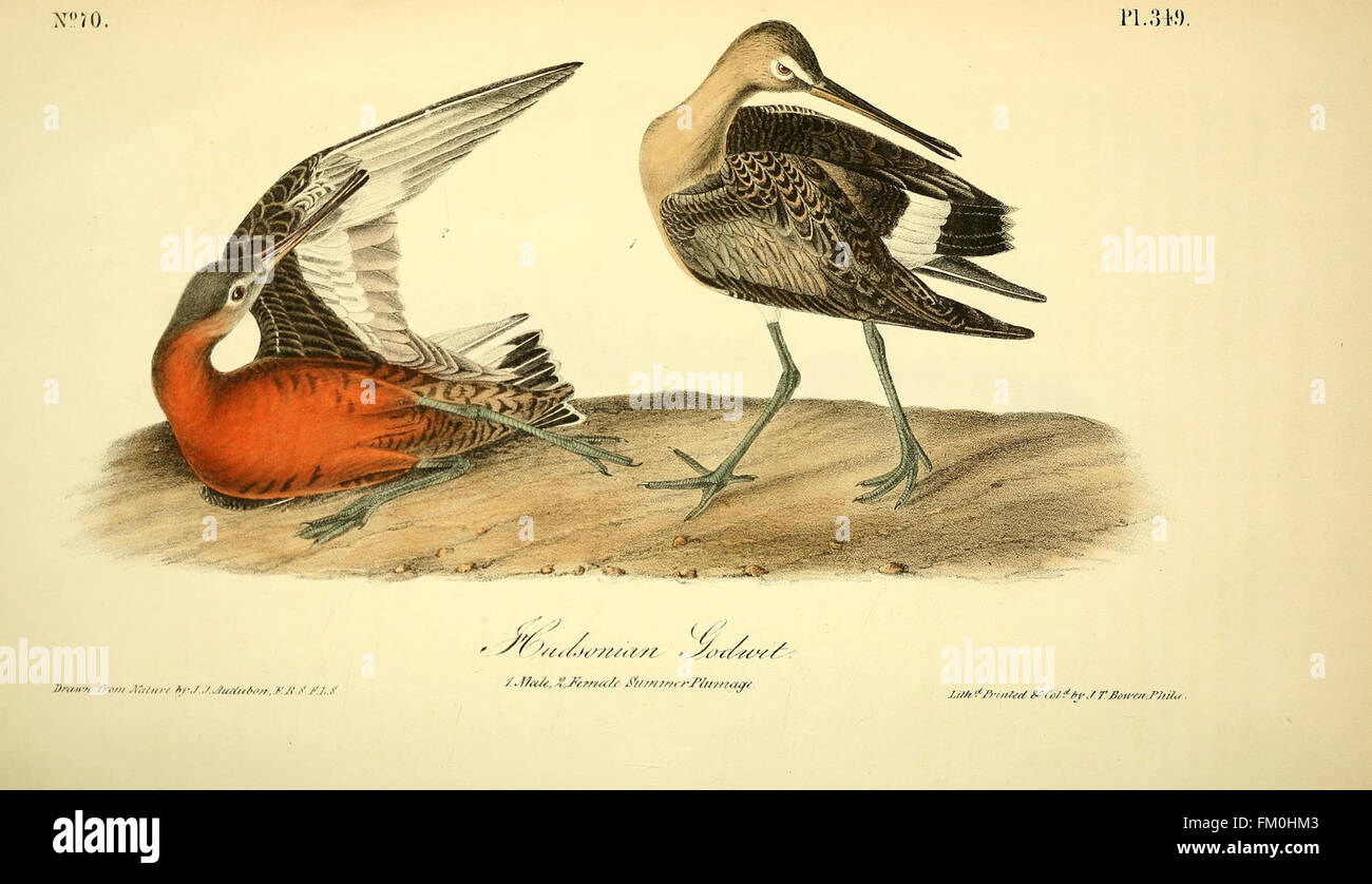 The birds of America (Pl. 349) Stock Photo