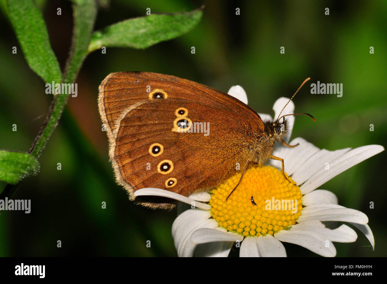 Ringlet Butterfly on Oxeye Daisy in summer. Mendip Hills Somerset England UK Stock Photo