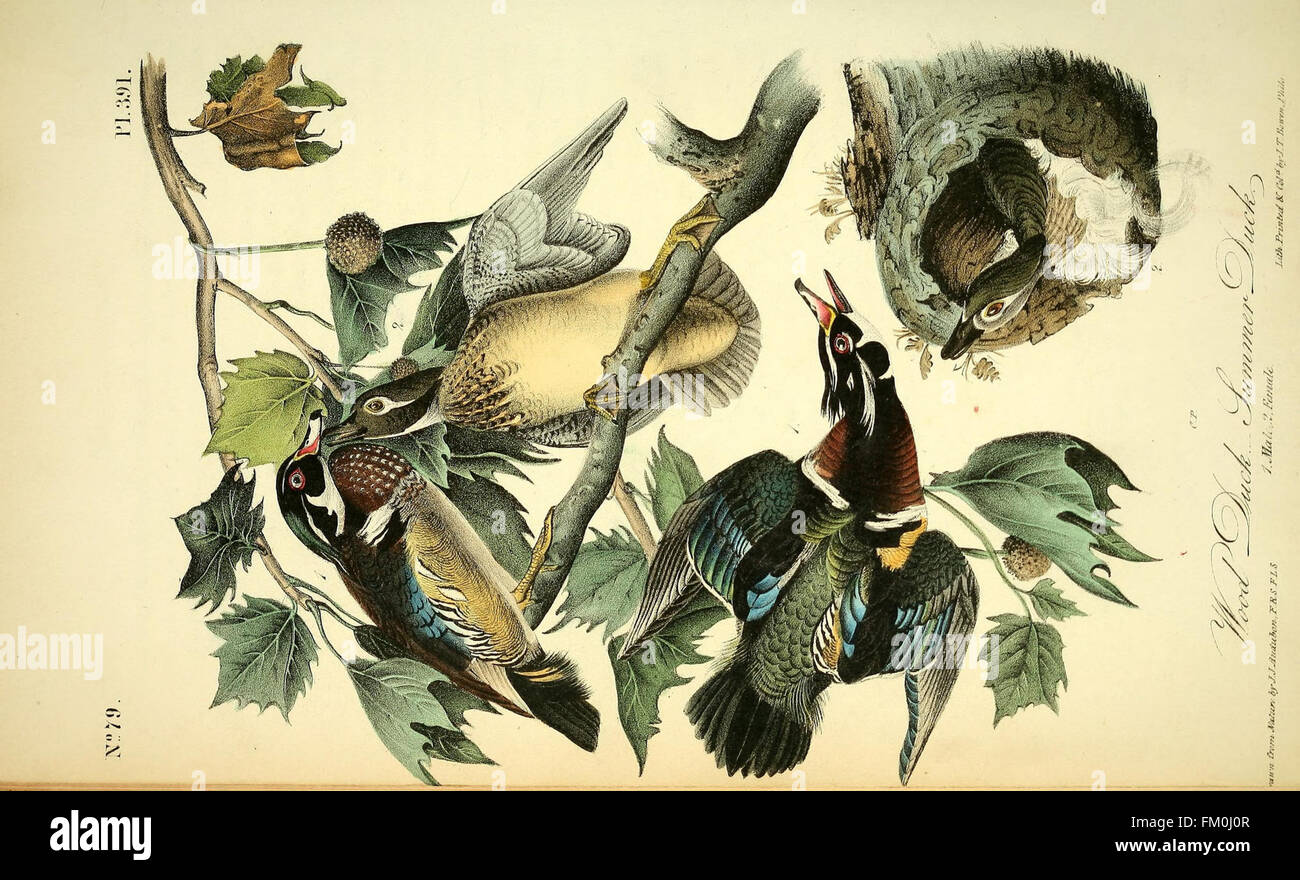 The birds of America (Pl. 391) Stock Photo