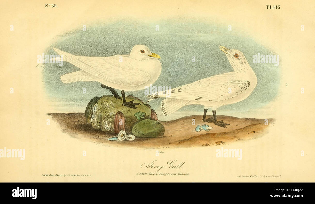 The birds of America (Pl. 445) Stock Photo