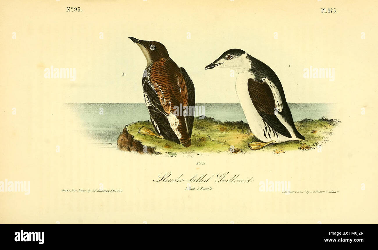The birds of America (Pl. 474) Stock Photo