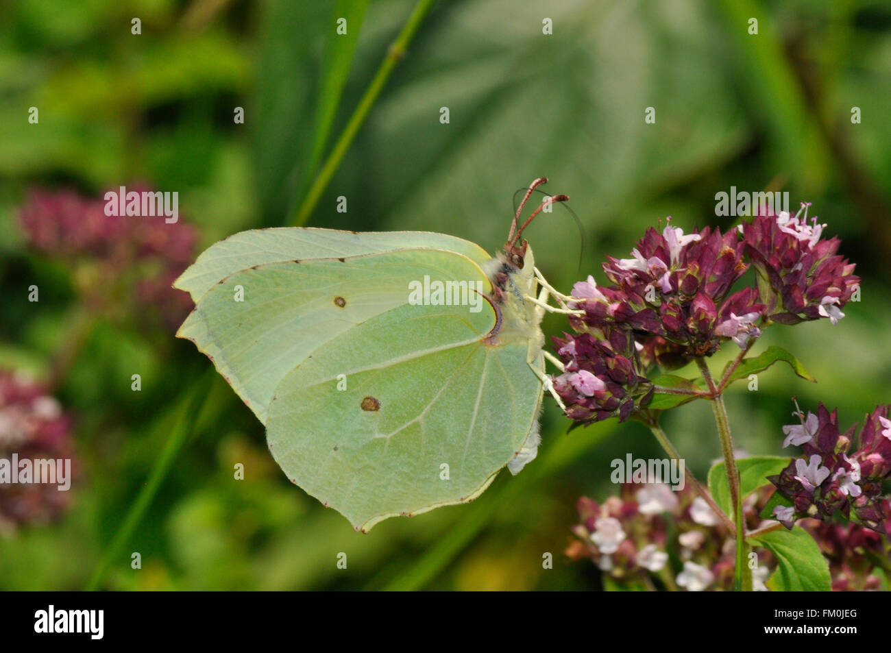 Brimstone Butterfly on Margoram flowers in summer. Somerset UK Stock Photo