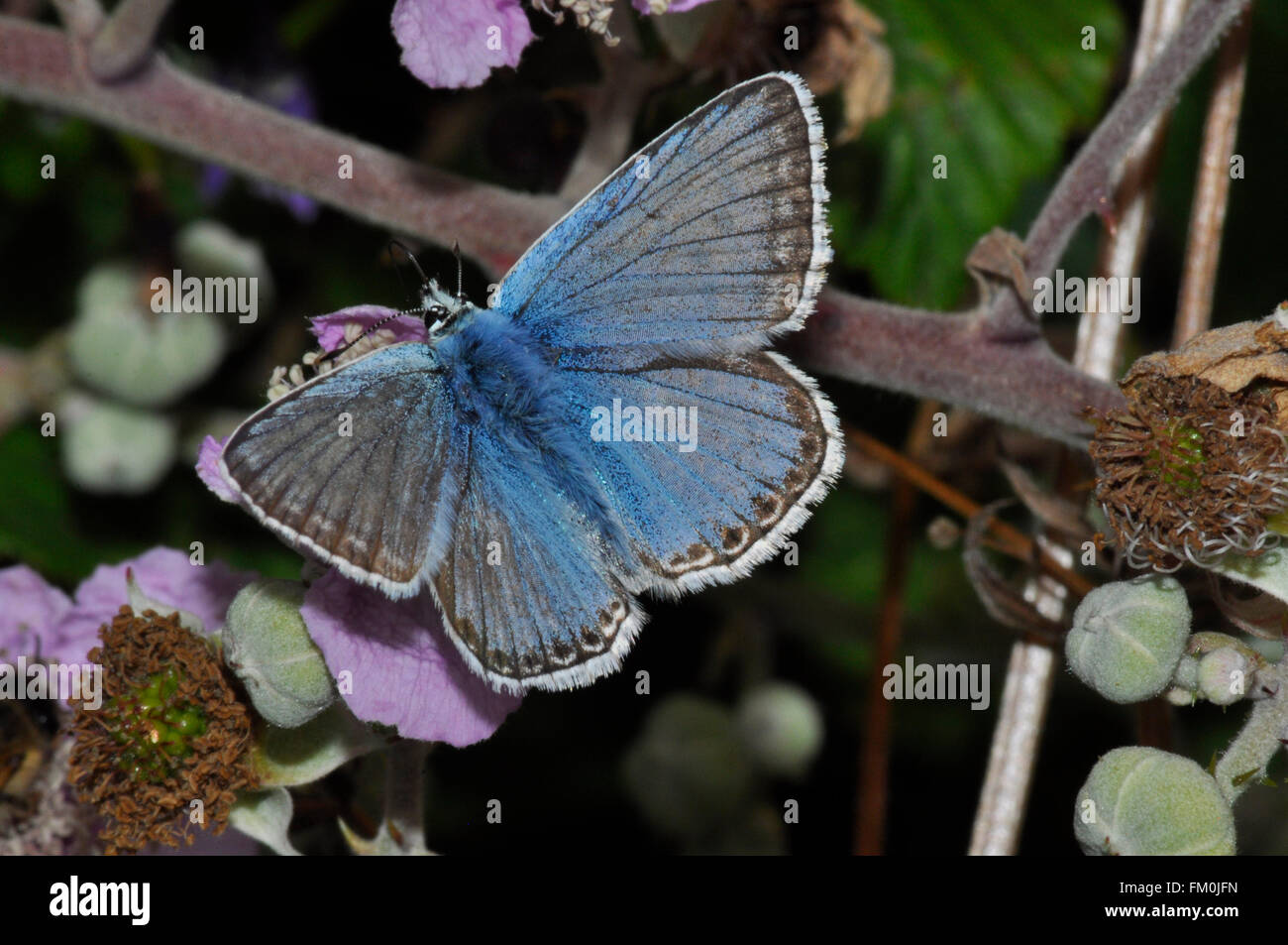 Chalkhill Blue Butterfly on a bramble in summer. On the Mendip Hills in Somerset.UK Stock Photo