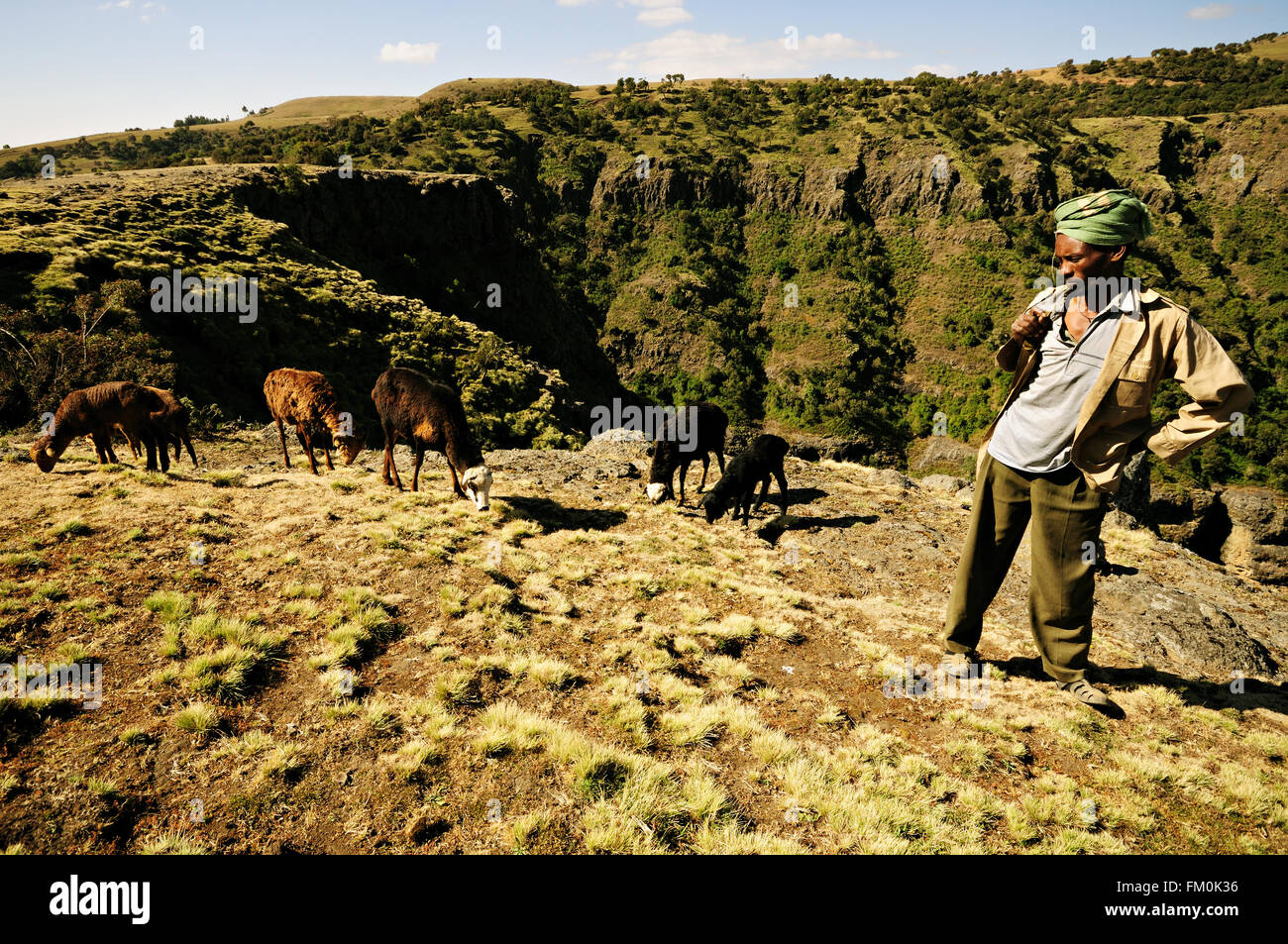 Park ranger and sheeps in the Simien Mountains National Park, Amhara Region, Ethiopia Stock Photo