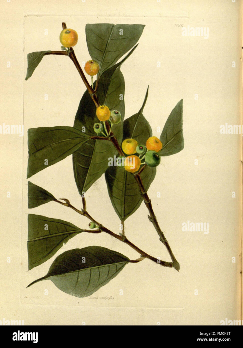 The 1697th entry in 'The Botanical Cabinet' series features detailed ...