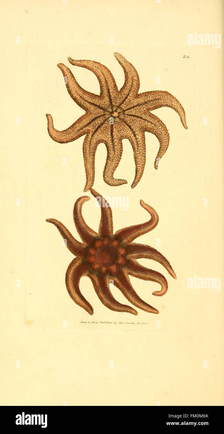 This work presents illustrations of rare and lesser-known animal ...