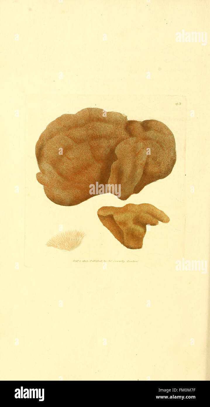 This publication features colored illustrations of rare or lesser-known ...
