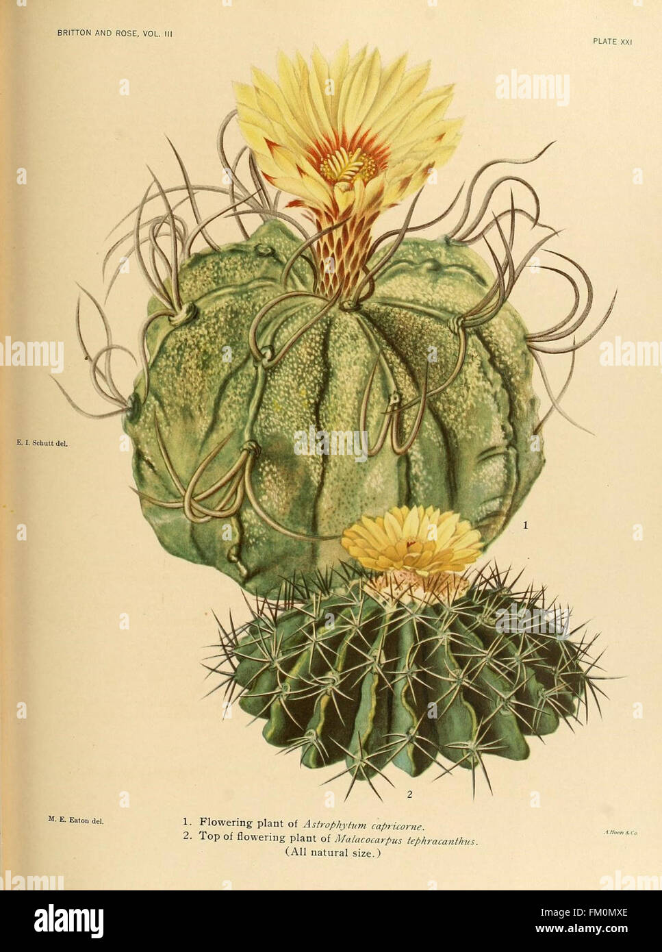 An illustration from 'The Cactaceae,' documenting various cactus ...