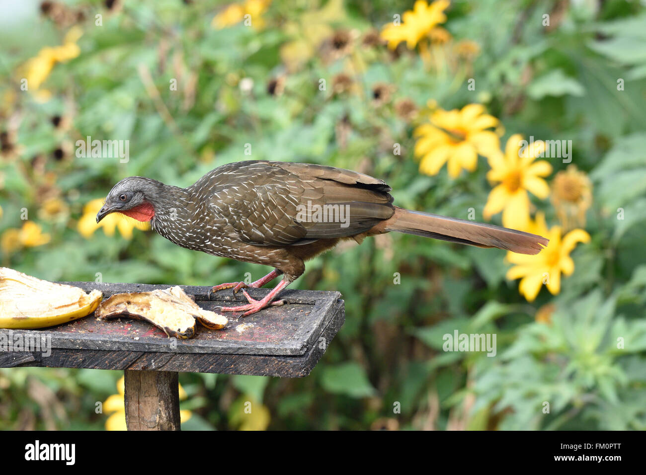 Band-tailed Guan feeding at a bird table in a garden in the Sierra Nevada de Santa Marta, Colombia Stock Photo