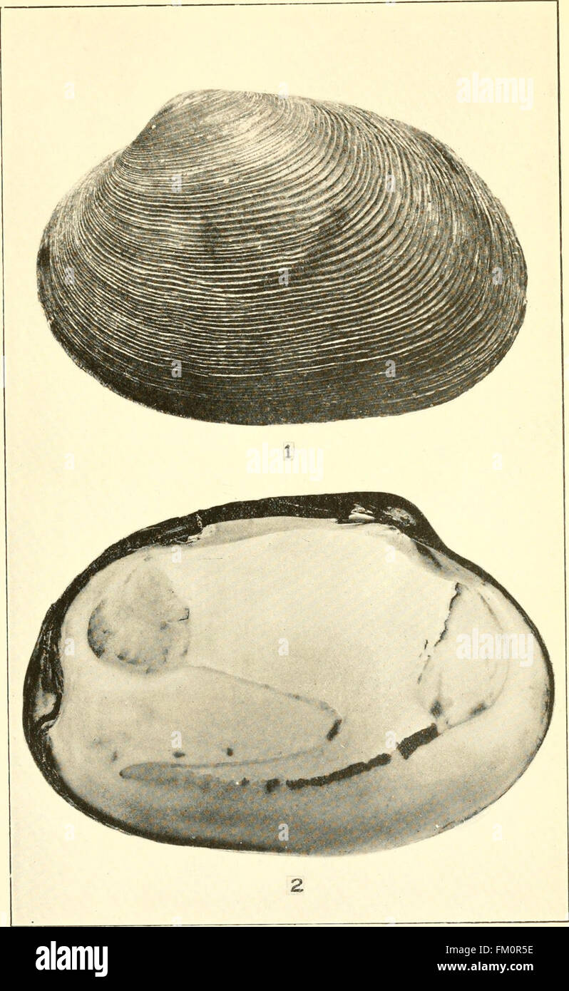 The edible clams, mussels and scallops of California (1920) Stock Photo