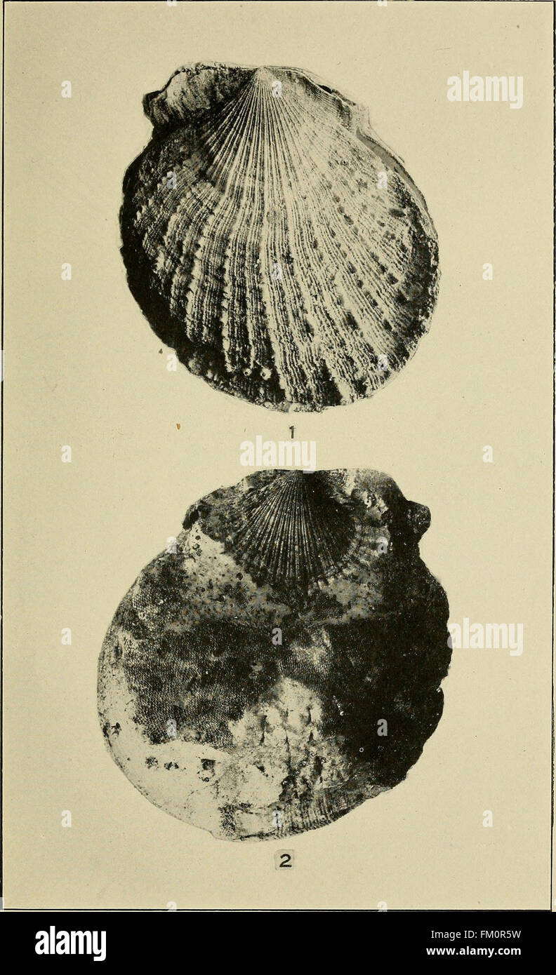 The edible clams, mussels and scallops of California (1920) Stock Photo