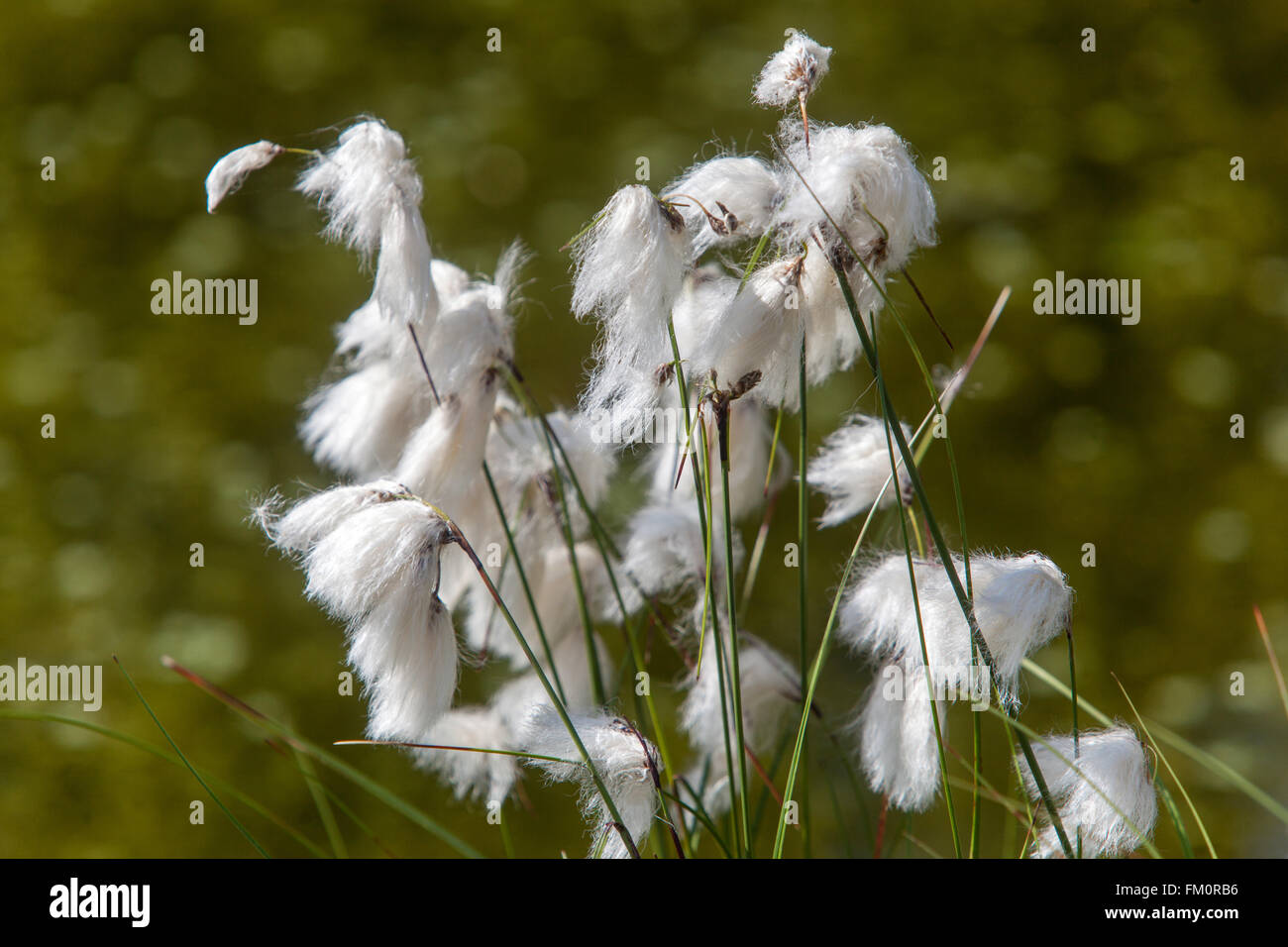 Cotton grass, Eriophorum vaginatum peat bog flowers Stock Photo