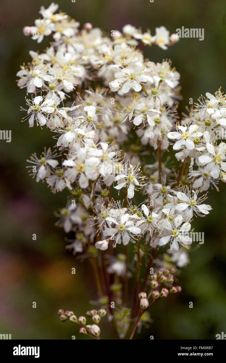 Dropwort, Filipendula vulgaris, White flowers Stock Photo