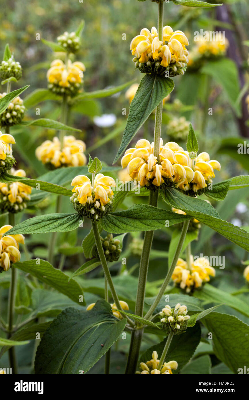 Jerusalem Sage Phlomis grandiflora Stock Photo
