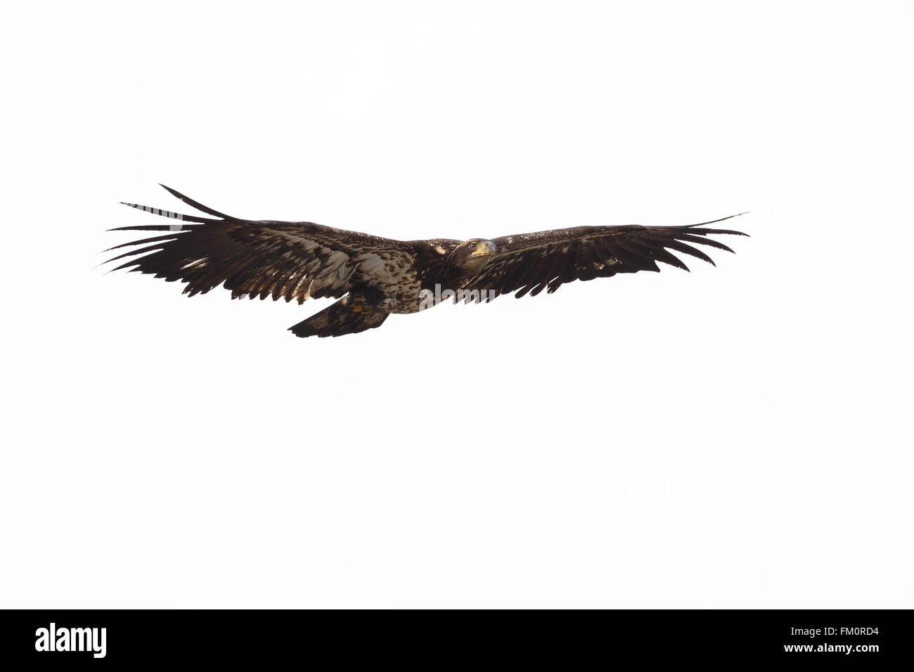 bald eagle in british columbia canada Stock Photo