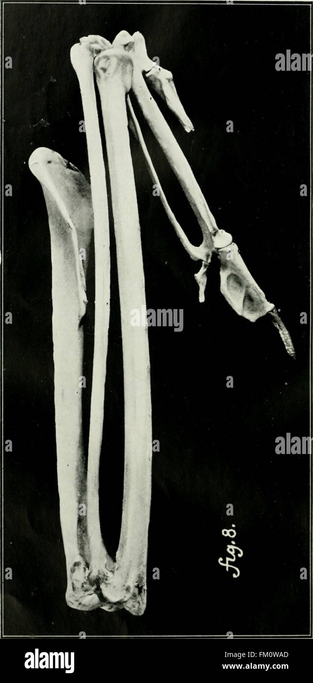 This 1921 work on the Emu provides a detailed account of the emu ...