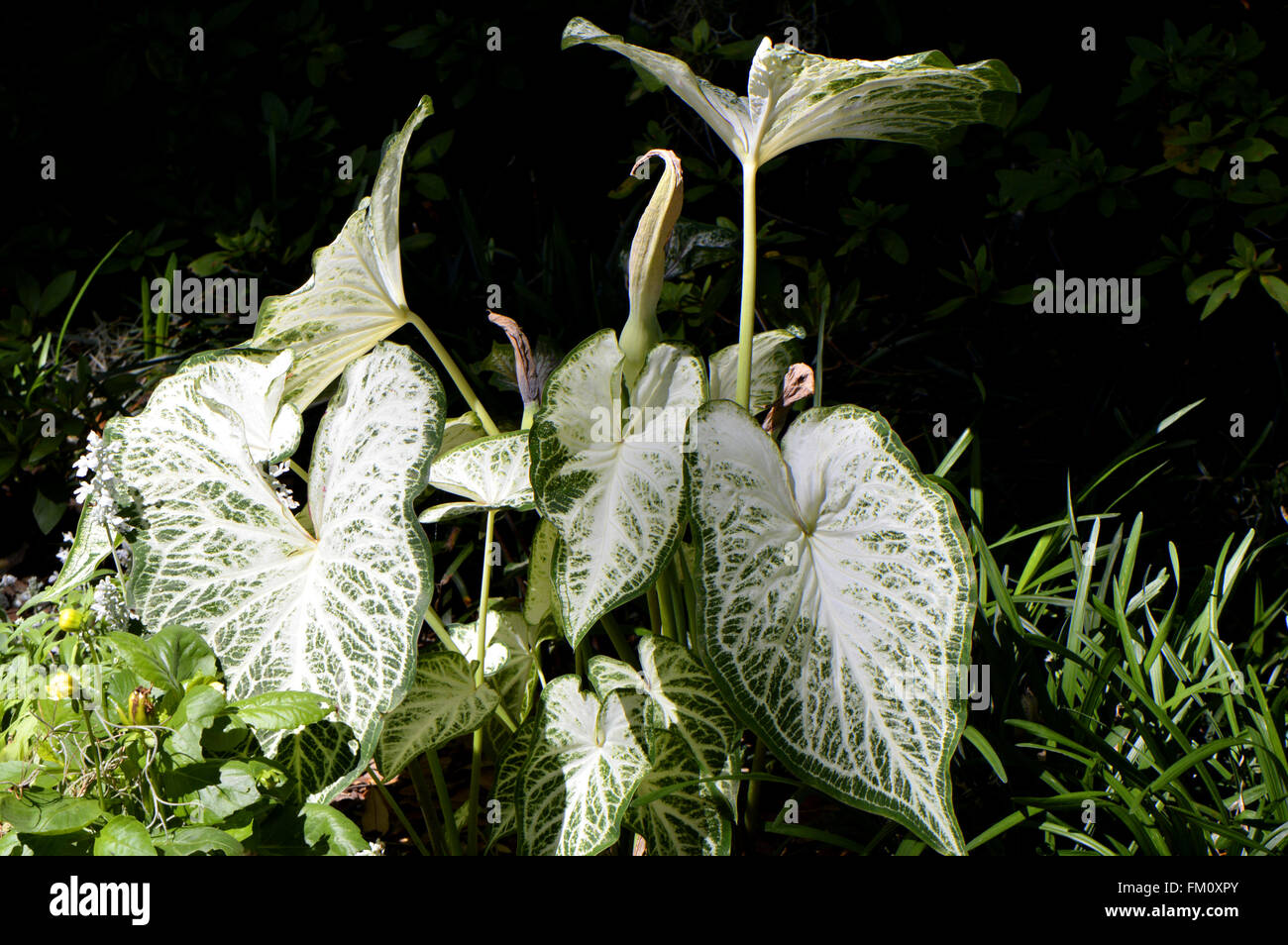 Angle wings Latin name Caladium bicolour. A decorative plant with white and green leaves. Stock Photo