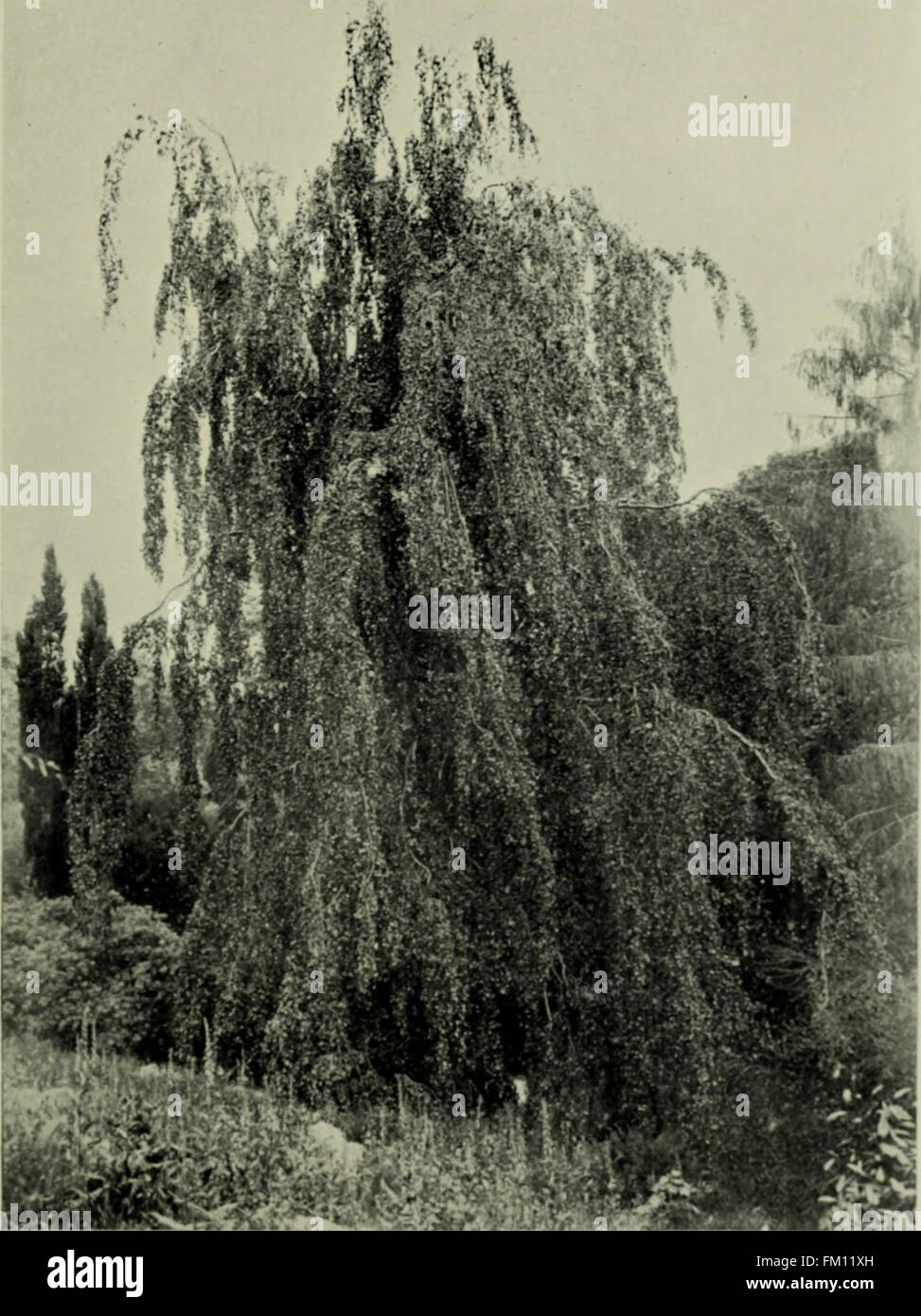 Trees and shrubs, hardy in the British isles (1914 Stock Photo Alamy