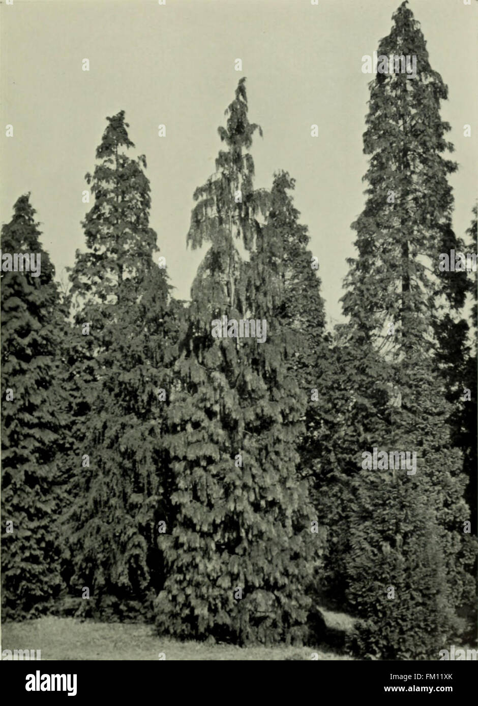 Trees and shrubs, hardy in the British isles (1914 Stock Photo Alamy