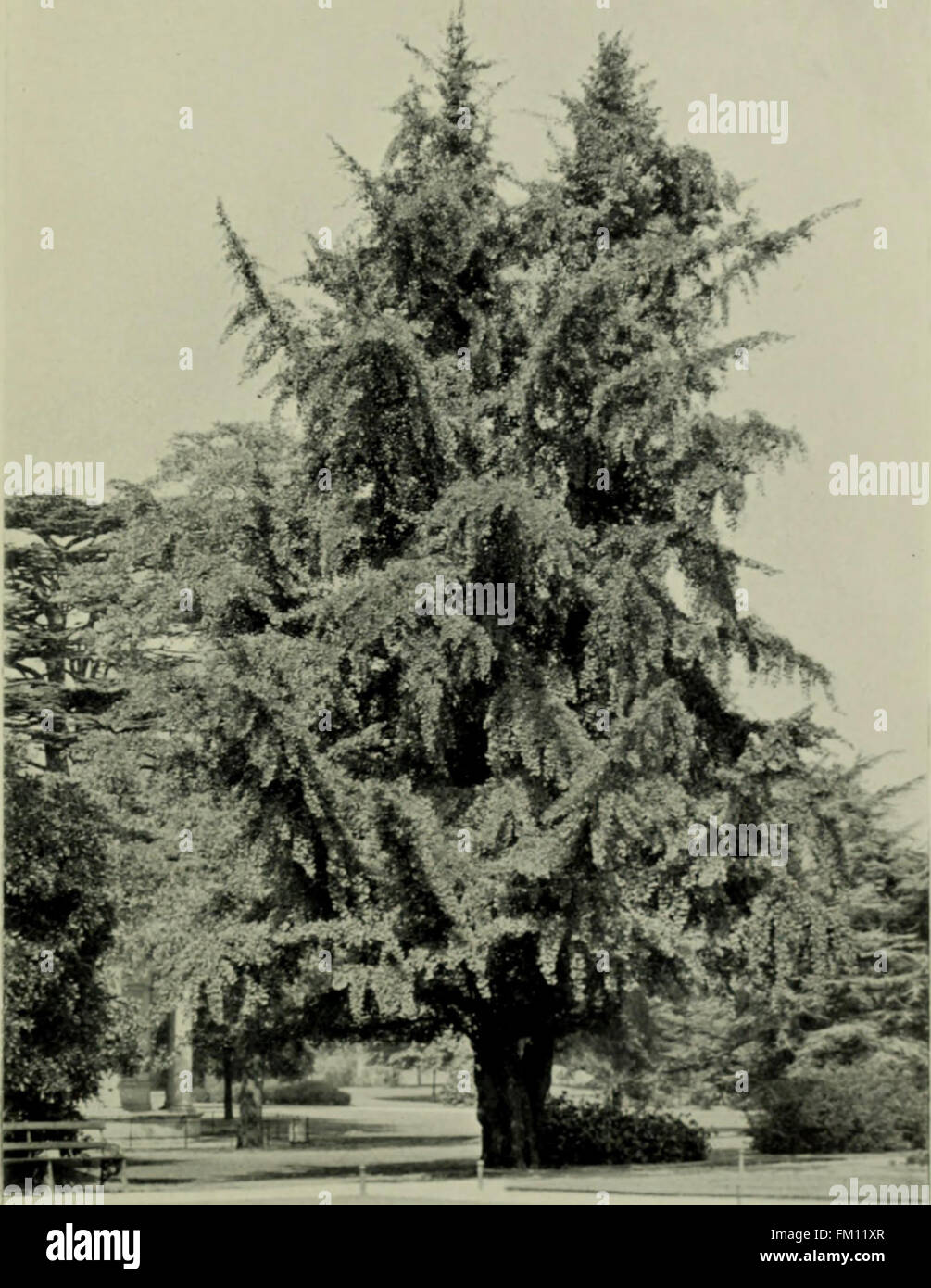 Trees and shrubs, hardy in the British isles (1914 Stock Photo Alamy