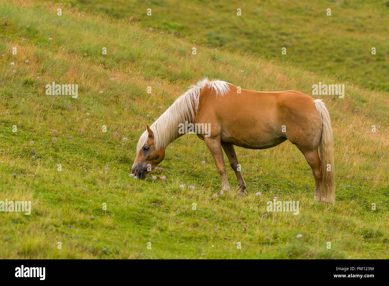 Palomino horse on a meadow pasturing Stock Photo