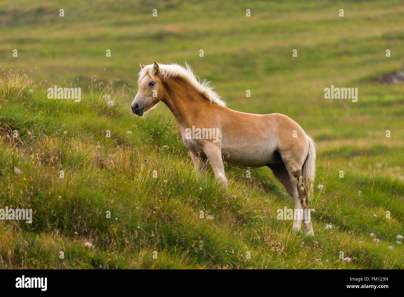 Palomino horse on a meadow pasturing Stock Photo