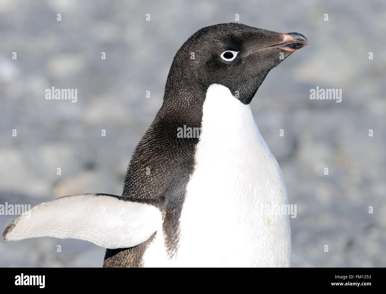 Adelie Penguin High Resolution Stock Photography and Images - Alamy