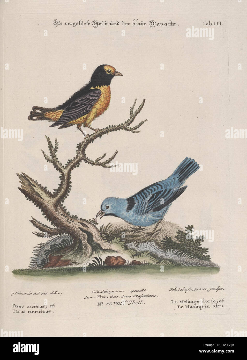 This work, 'A Collection of Foreign and Rare Birds,' showcases rare ...