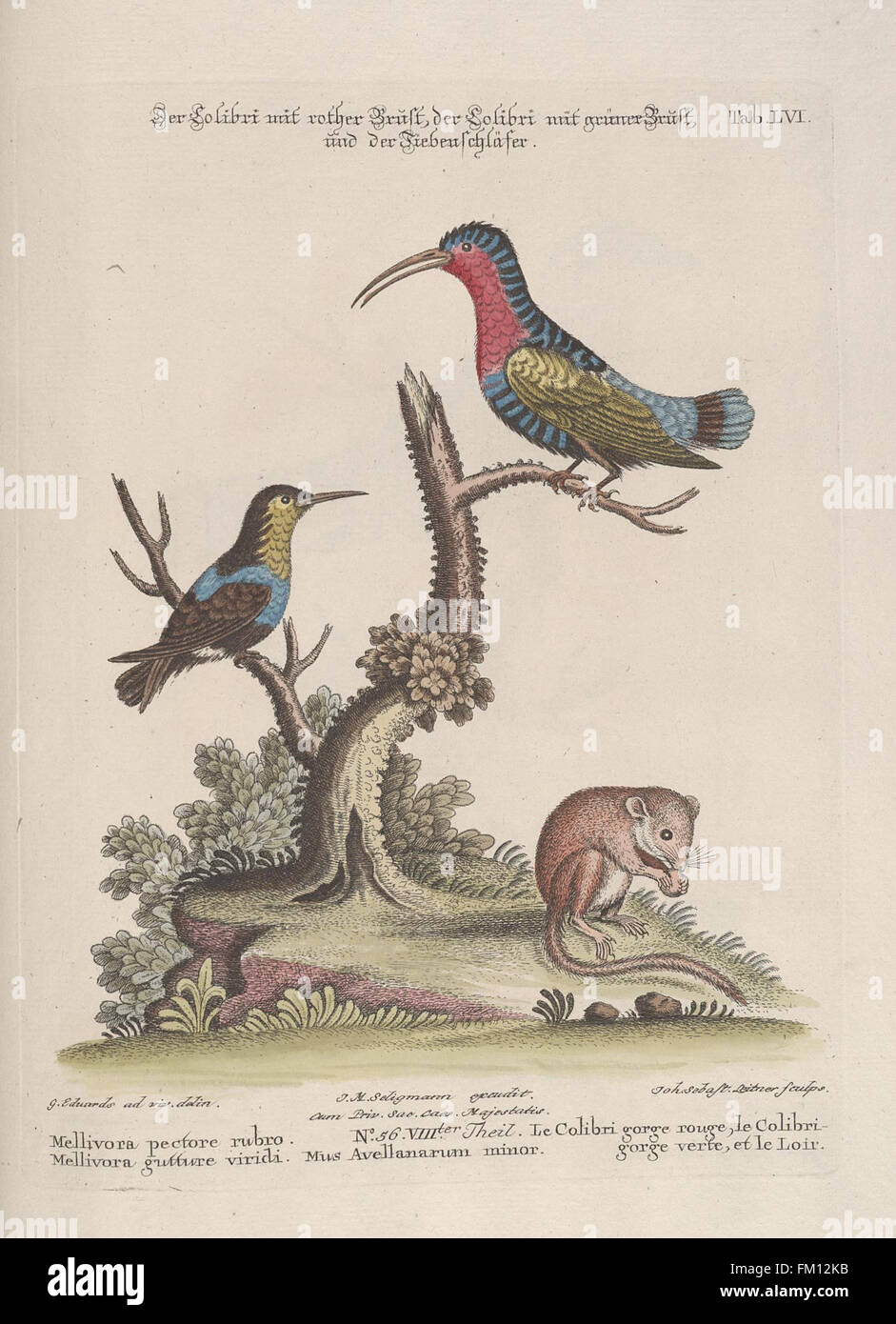 This plate illustrates rare and exotic bird species, emphasizing their ...