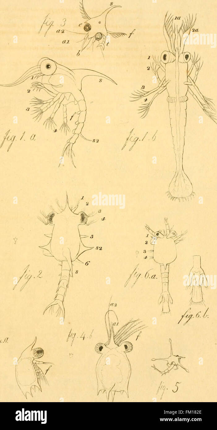 This work features illustrations and descriptions of lesser-known or ...