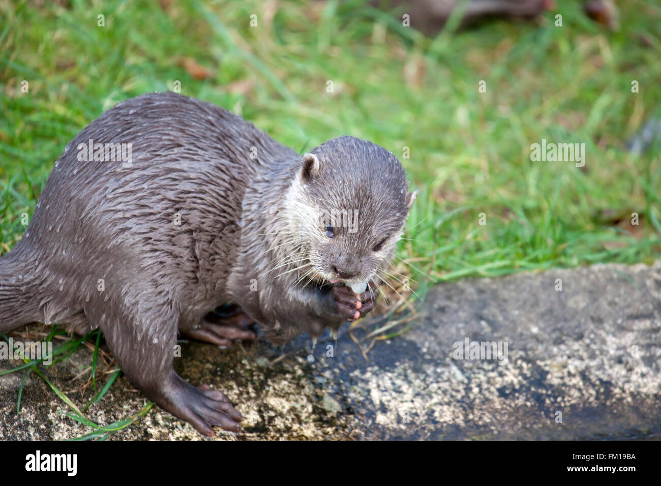 Oriental Small Clawed Otter eating its prey Stock Photo