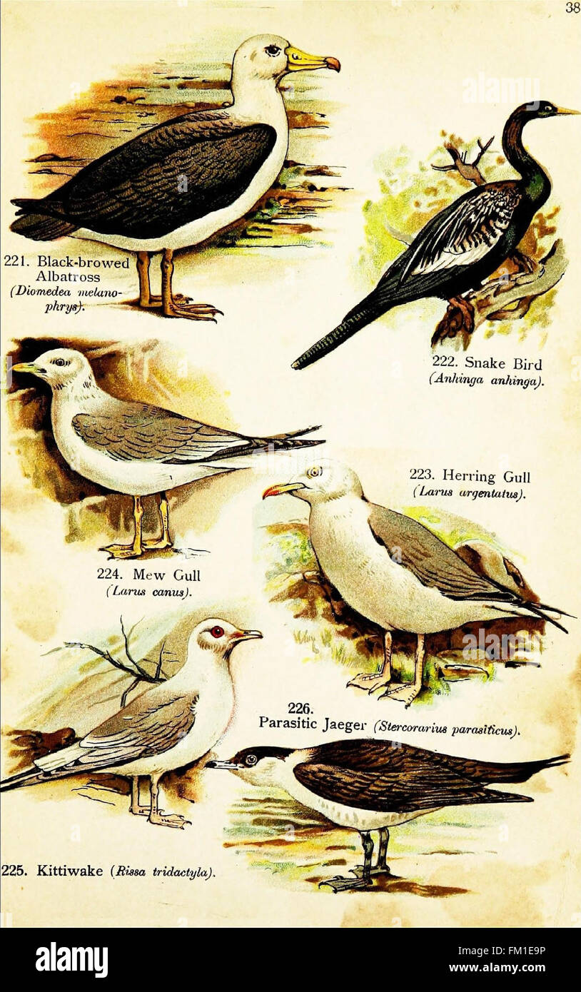 This illustration of birds from Cornell University Library is part of a ...