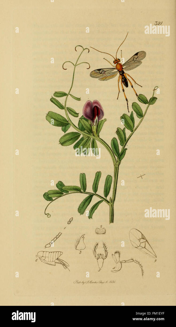 Labelled Insects This plate presents a detailed illustration of various insect species ...