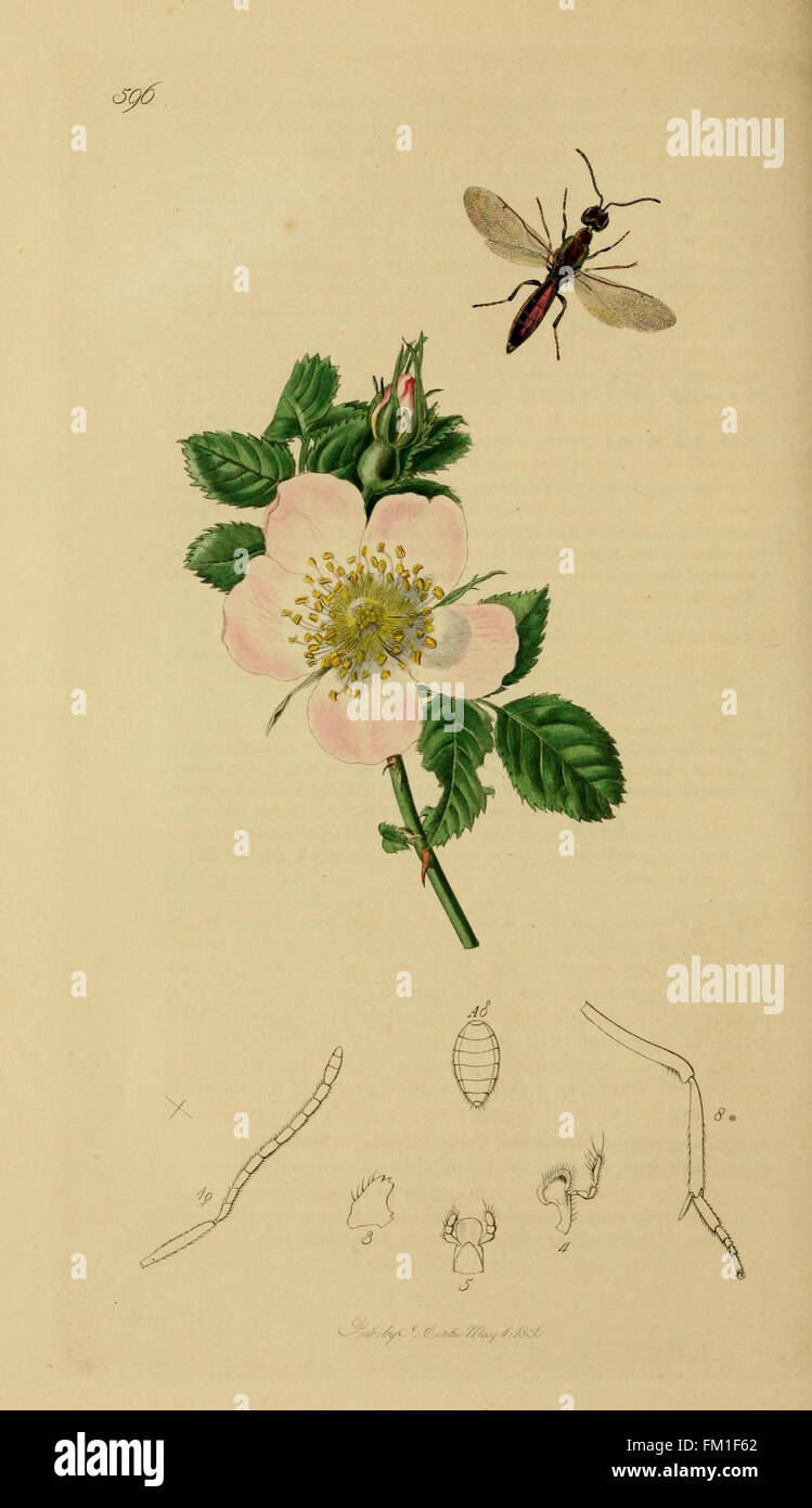 Labelled Insects A detailed illustration from British entomology showing various insect ...