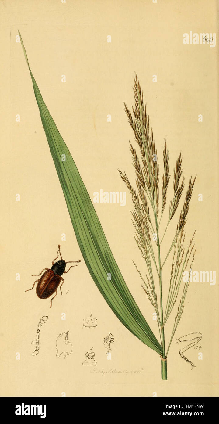 'British Entomology' features detailed illustrations of British insect ...