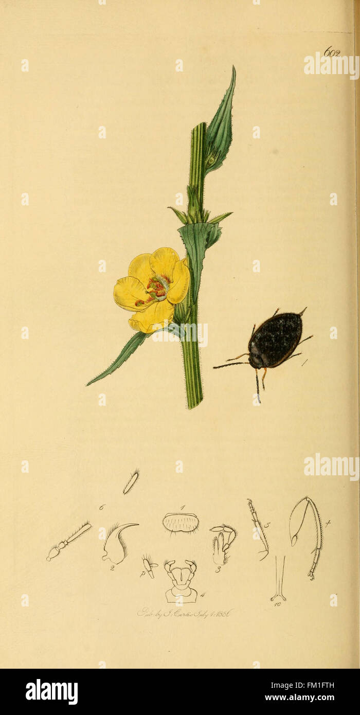An illustration from 'British Entomology,' showcasing various insect ...