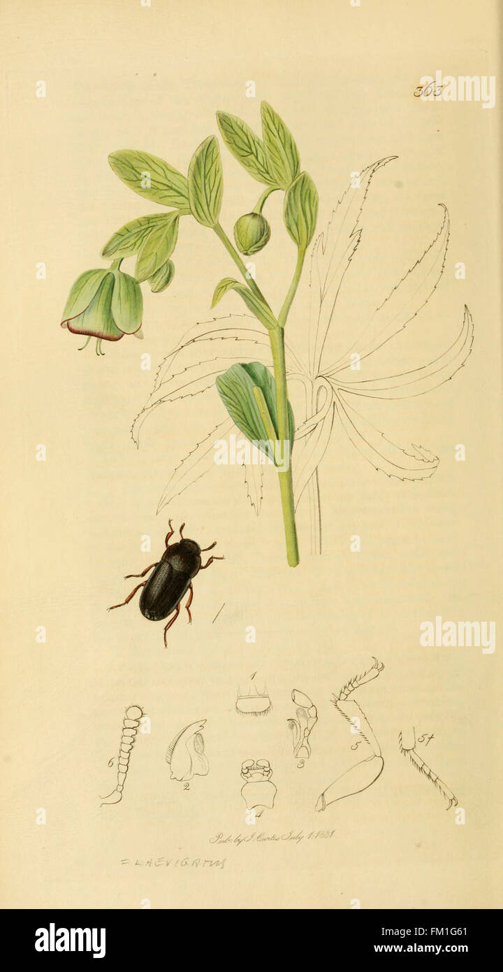 Labelled Insects Insect species classification hi-res stock photography and images - Alamy
