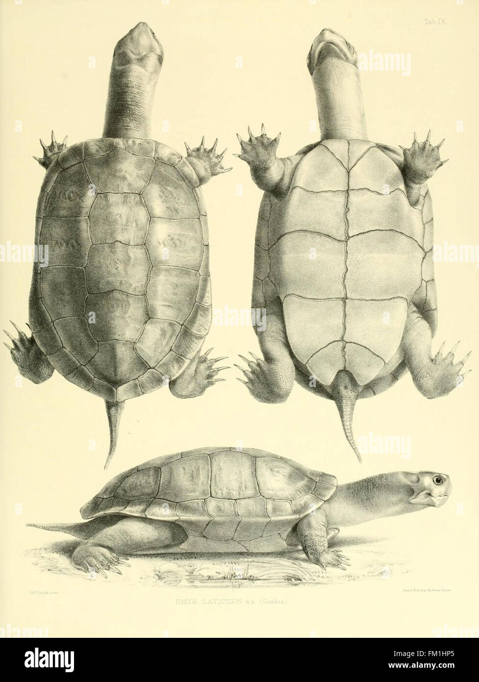 Lizard families hi-res stock photography and images - Alamy