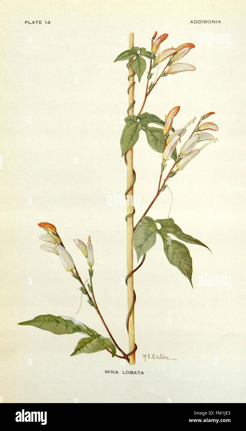 Addisonia is a periodical showcasing detailed botanical illustrations ...