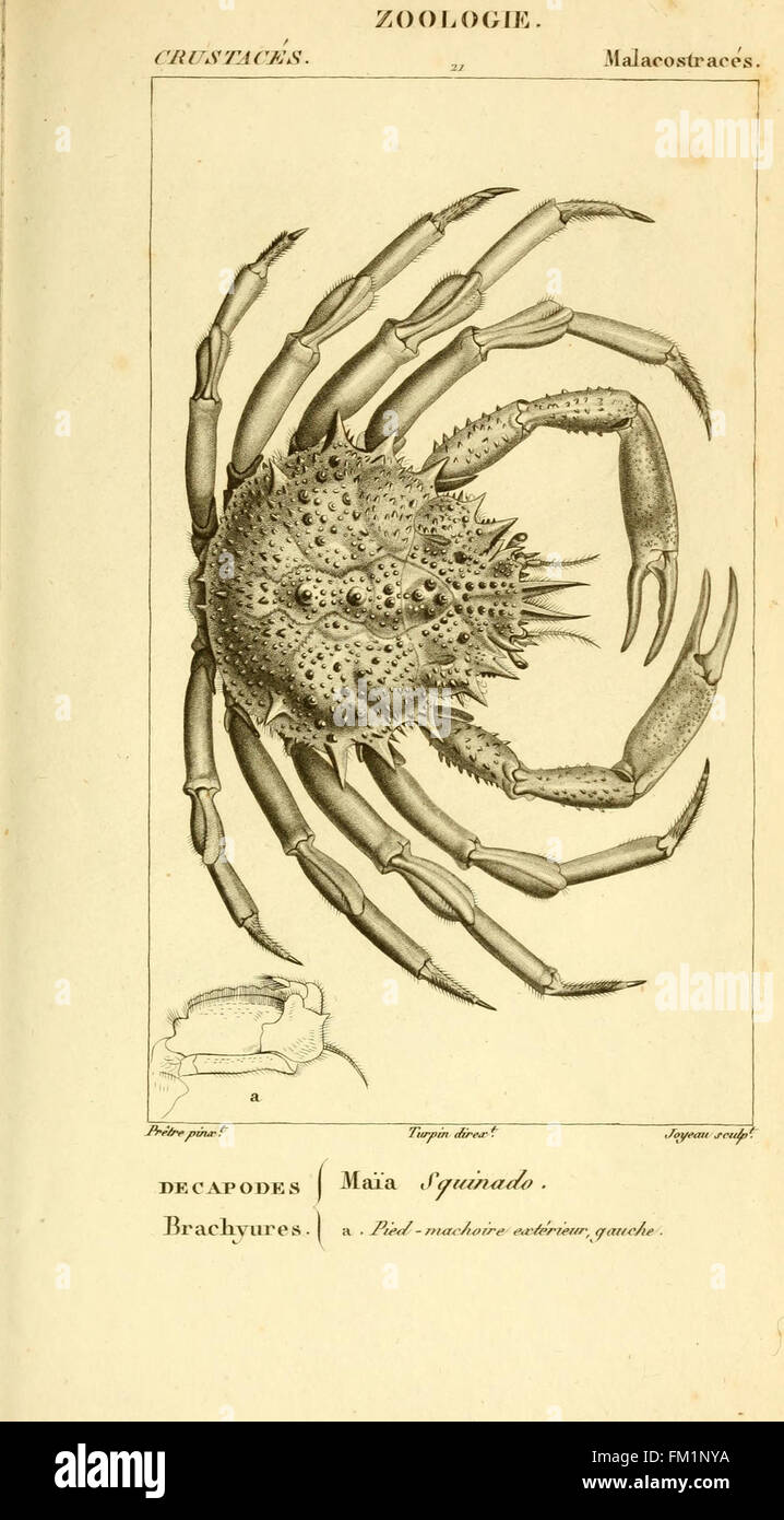 Crustacea france harvard university hi-res stock photography and images ...