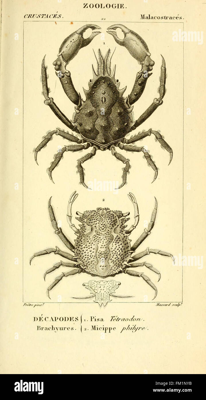 This illustration from the 'Considérations générales sur la classe des ...