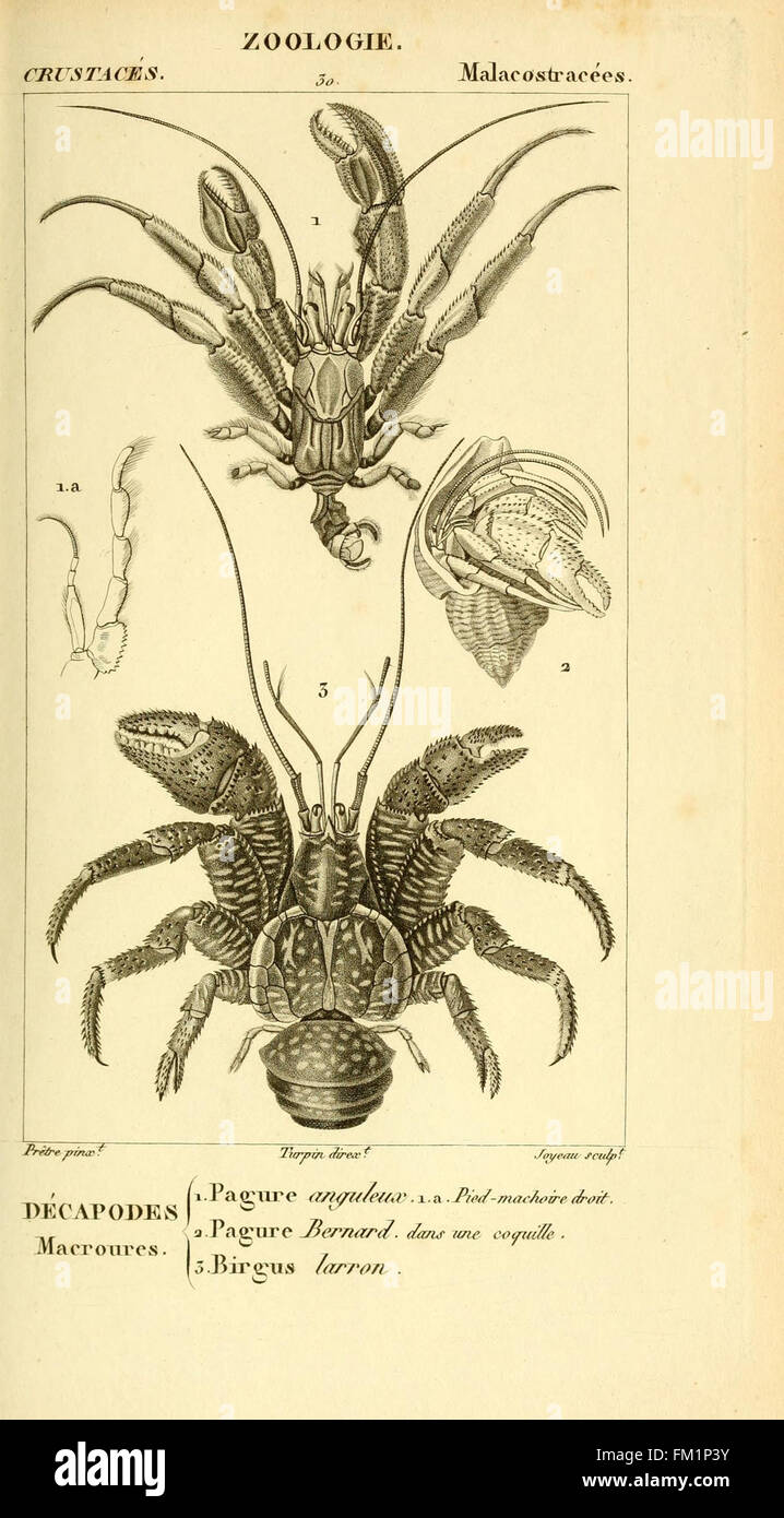 This plate from 'Considérations générales sur la classe des crustacés ...