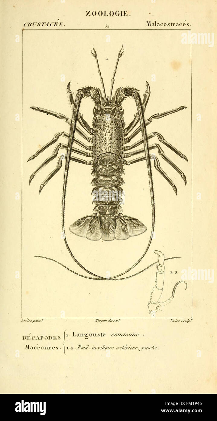 This plate from *Considérations générales sur la classe des crustacés ...