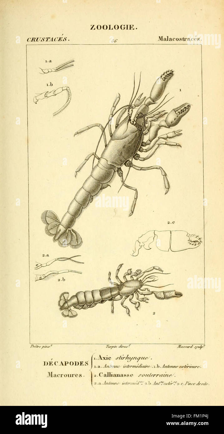 This plate from 'Considerations générales sur la classe des crustacés ...